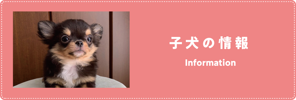 子犬の情報 [Information]