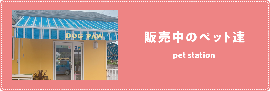 販売中のペット達